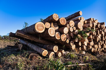 林業伐採現場の貯木場