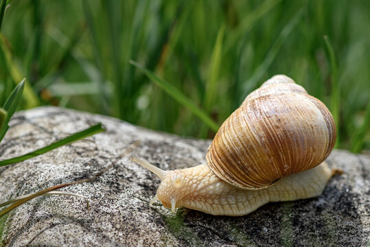 Beautiful snail moving on a rock. Helix pomatia also Roman snail, Burgundy snail, edible snail or escargot.