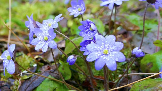 Spring flowers Europe. Noble mayflower (Hepanca nobilis). Blue eyes of spring with long eyelashes, drops tears (rain) call this flower in people. Flowers in old deciduous forest