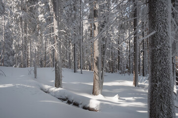 Fototapeta premium Snowy forest from the inside