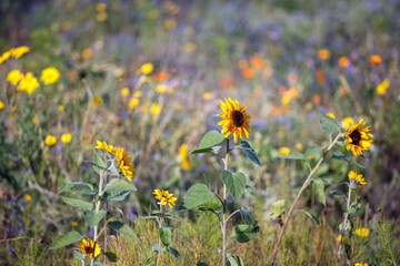 Obraz premium Sommer Sonnenblumen Bienenweide Wildblumen