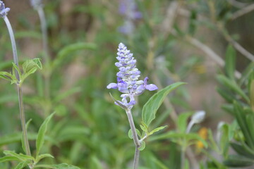 Lavender - lawenda - tło © Katarzyna