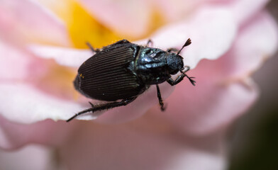Beetle 