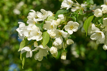 White flowers with a blurry bokeh background.