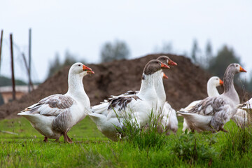 Mother father goose and her cubs