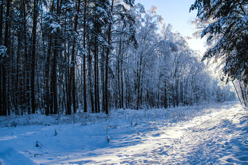 beautiful landscape of winter snow forest