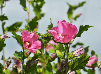 Hibiscus bush blooms in nature