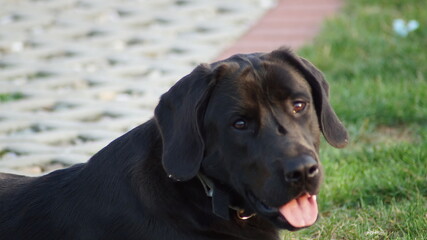 black labrador retriever