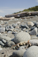 crab and stones in the sand