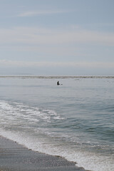 surfer on the sound