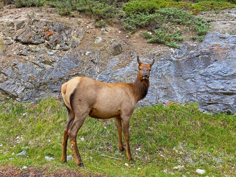 Female Elk in Banff looking at camera