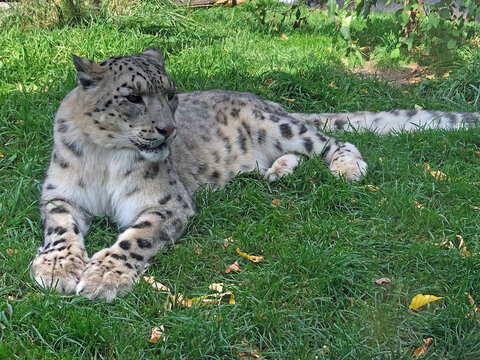 Snow Leopard lying in grass