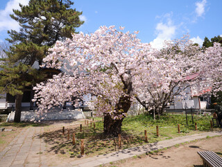 松前町の桜