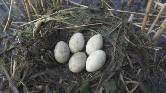 Bird's Nest Guide. Nidology. Slavonian grebe (Podiceps auritus) floating nest in reed beds of southern eutrophic lake with abundance of common reed (Phragmites australis) among gull colony