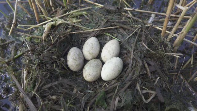 Bird's Nest Guide. Nidology. Slavonian grebe (Podiceps auritus) floating nest in reed beds of southern eutrophic lake with abundance of common reed (Phragmites australis) among gull colony