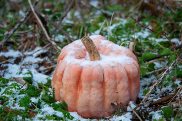 A large pink pumpkin covered in white snow sits on green grass in a garden of a farm during winter....