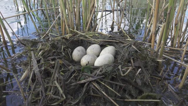 Bird's Nest Guide. Nidology. Slavonian grebe (Podiceps auritus) floating nest in reed beds of southern eutrophic lake with abundance of common reed (Phragmites australis) among gull colony