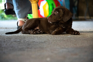 dog