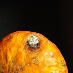 A pumpkin or melon with a spoiled stain. White rot or mold on a fruit or vegetable. Perishable...