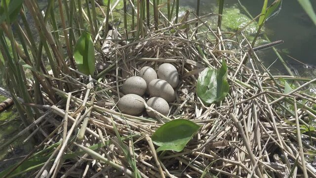 Bird's Nest Guide. Nidology. European coot (Fulica atra) nest on a eutrophied lake with an abundance of common reed (Phragmites australis)