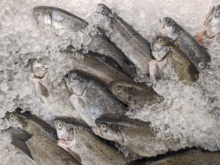 frozen sea fish in ice