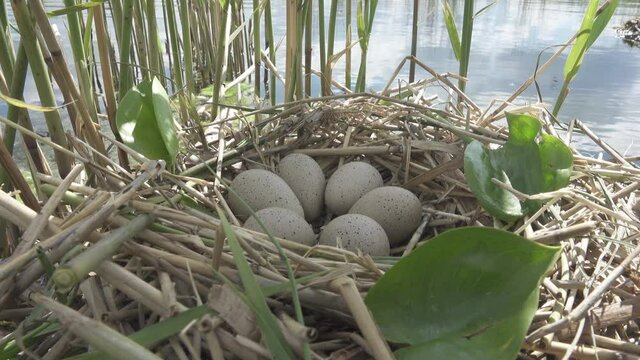 Bird's Nest Guide. Nidology. European coot (Fulica atra) nest on a eutrophied lake with an abundance of common reed (Phragmites australis)