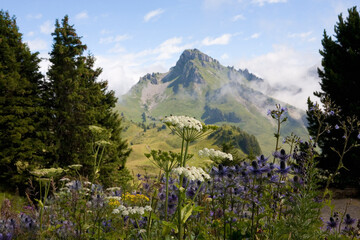 Schynige Platte, with the peak of the Loucherhorn in the distance and a mass of wild flowers in the...