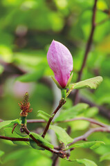 Magnolia flower bud