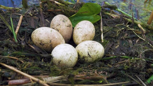 Bird's Nest Guide. Nidology. Great-crested grebe (Podiceps cristatus) floating nest in reed beds of southern eutrophic lake with abundance of common reed (Phragmites australis)