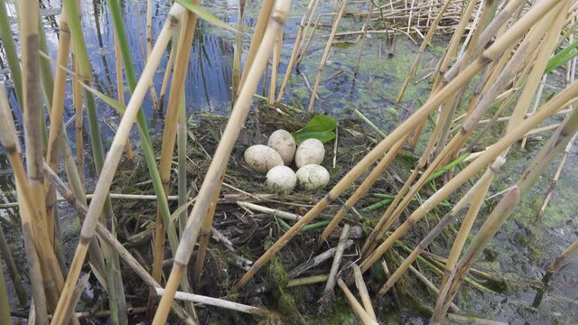 Bird's Nest Guide. Nidology. Great-crested grebe (Podiceps cristatus) floating nest in reed beds of southern eutrophic lake with abundance of common reed (Phragmites australis)