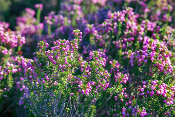 Fototapeta premium Blooming heather flowers
