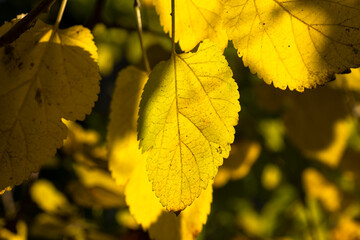 mulberry tree leaves in autumn season
