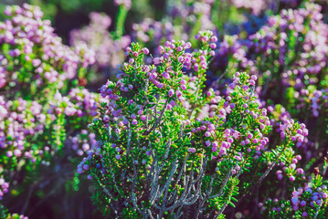 Blooming heather flowers