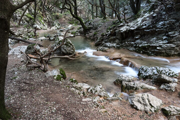 stream in the forest