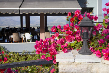View of the restaurant with blooming bright pink Bougainvillea in Saranda, Albania