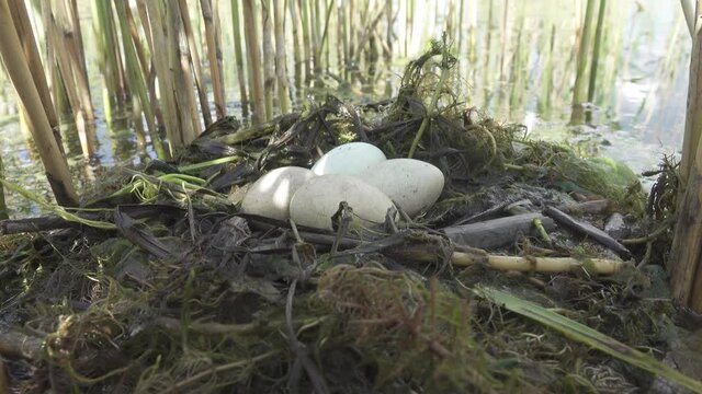 Bird's Nest Guide. Nidology. Slavonian grebe (Podiceps auritus) floating nest in reed beds of southern eutrophic lake with abundance of common reed (Phragmites australis) among gull colony