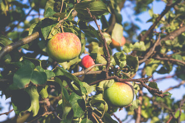 Beautiful, ripe, tasty apples on a tree branch in summer at sunset. Stylish, toned photo.