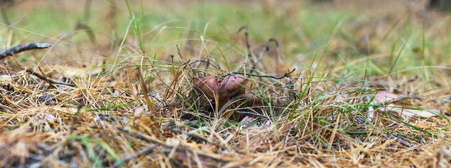 Beautiful edible mushroom in a pine forest