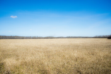 Obraz premium Beautiful early spring landscape with clear blue sky