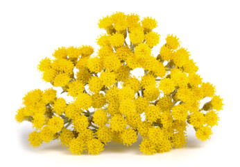 Helichrysum flowers - 474585688