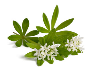 Sweet woodruff  flowers