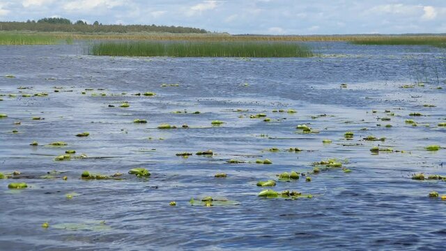 Windy sunny day on the coastal marches. A strong wind lifts the leaves of yellow water lily and reed and great bulrush (Scirpus