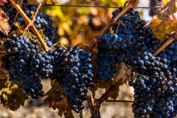 Harvesting grapes