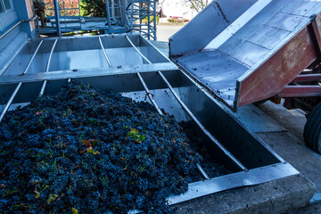 Harvesting grapes