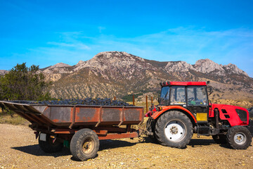 Harvesting grapes