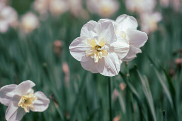 Fototapeta na wymiar Beautiful white daffodil