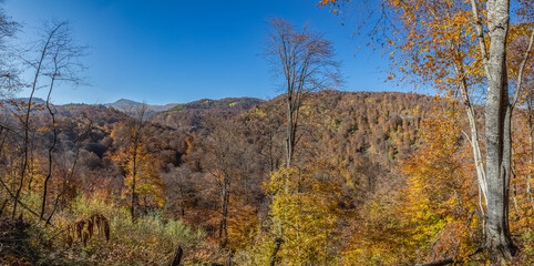 Autumn forest on a sunny day. Landscape panorama.