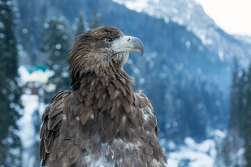 Portrait of a golden eagle close-up.