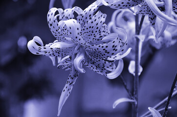 Flowers trending color 2022 very peri, selective focus