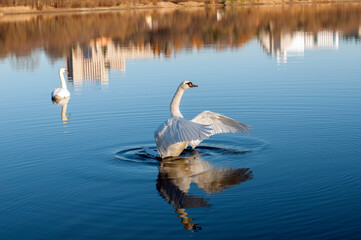 the swan spreads its wings on the shore of the lake under the bright sun